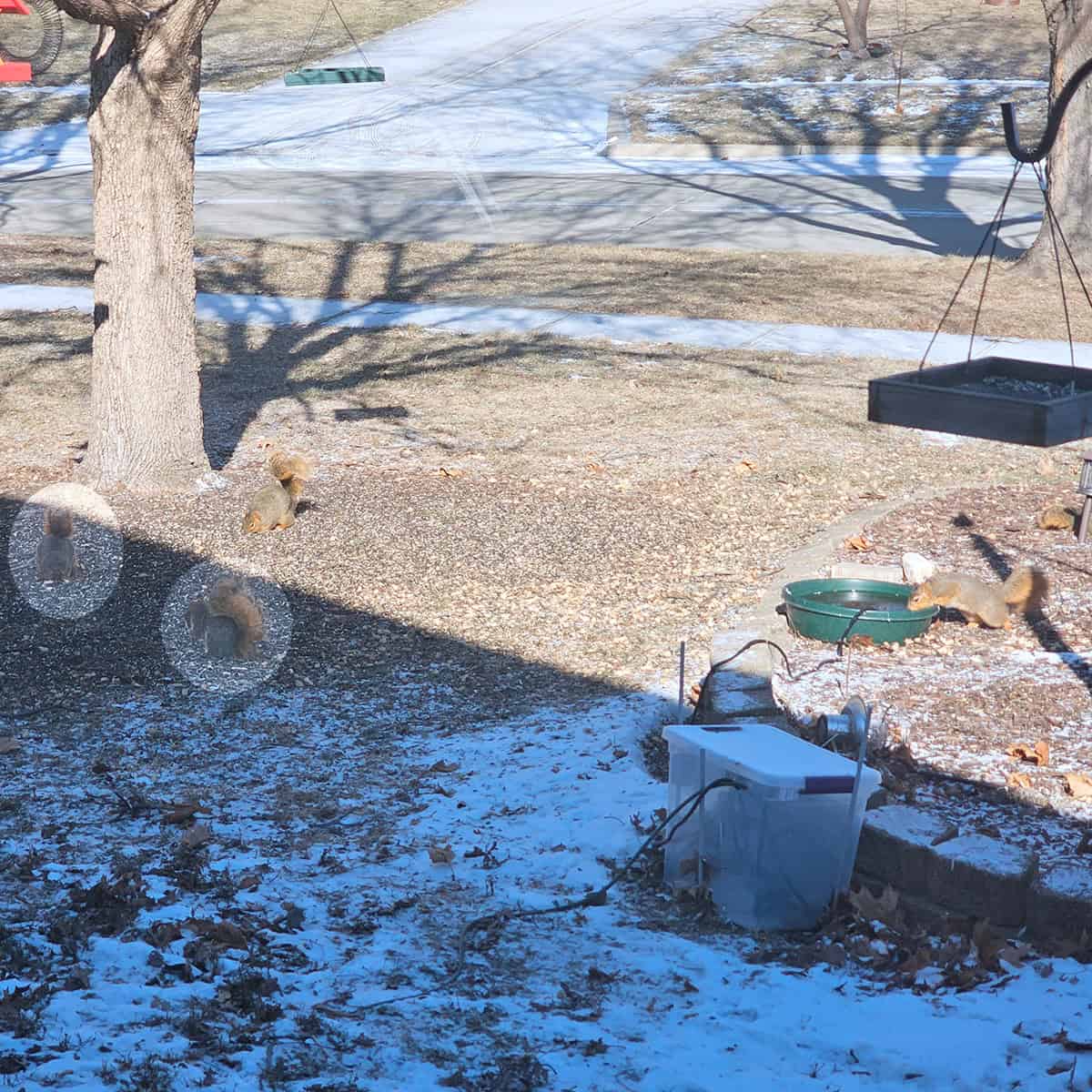 Squirrels eating