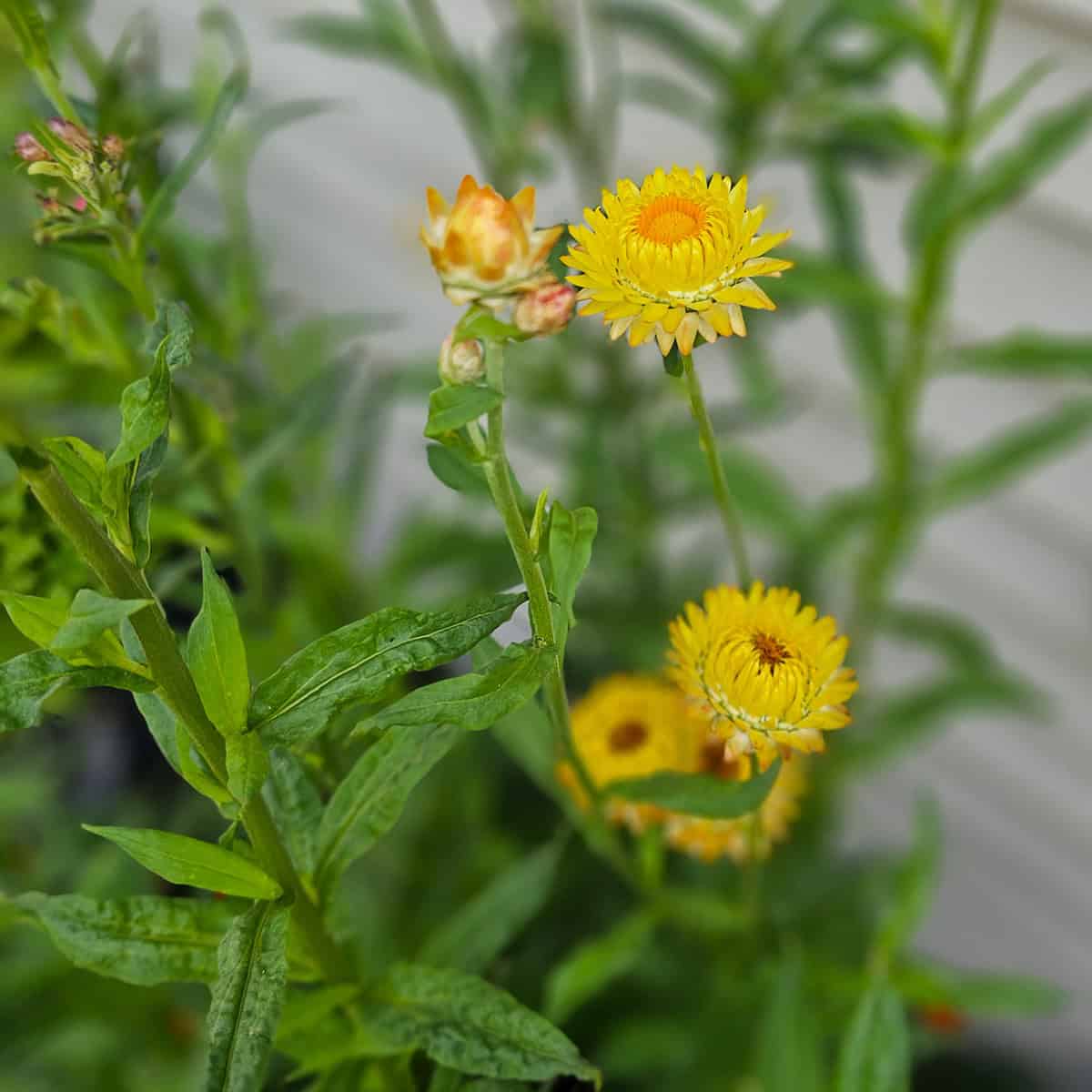 Yellow straw flowers