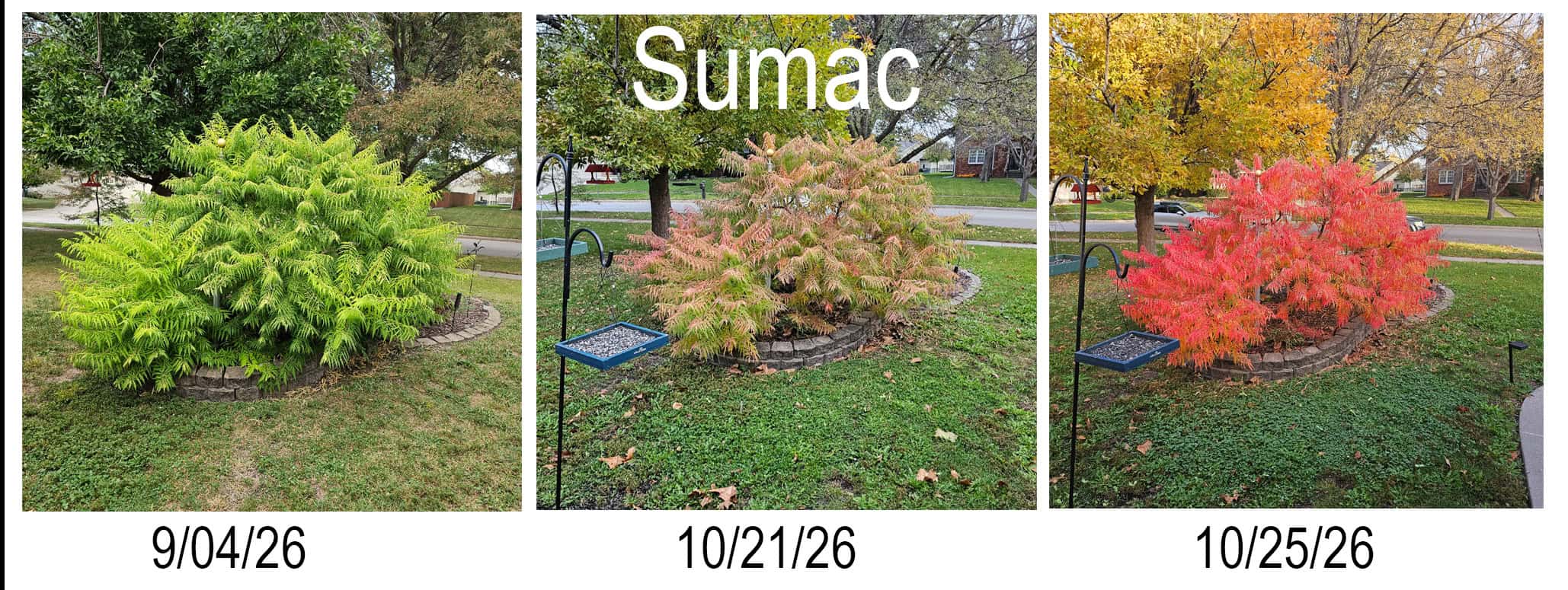 Sumac changing colors