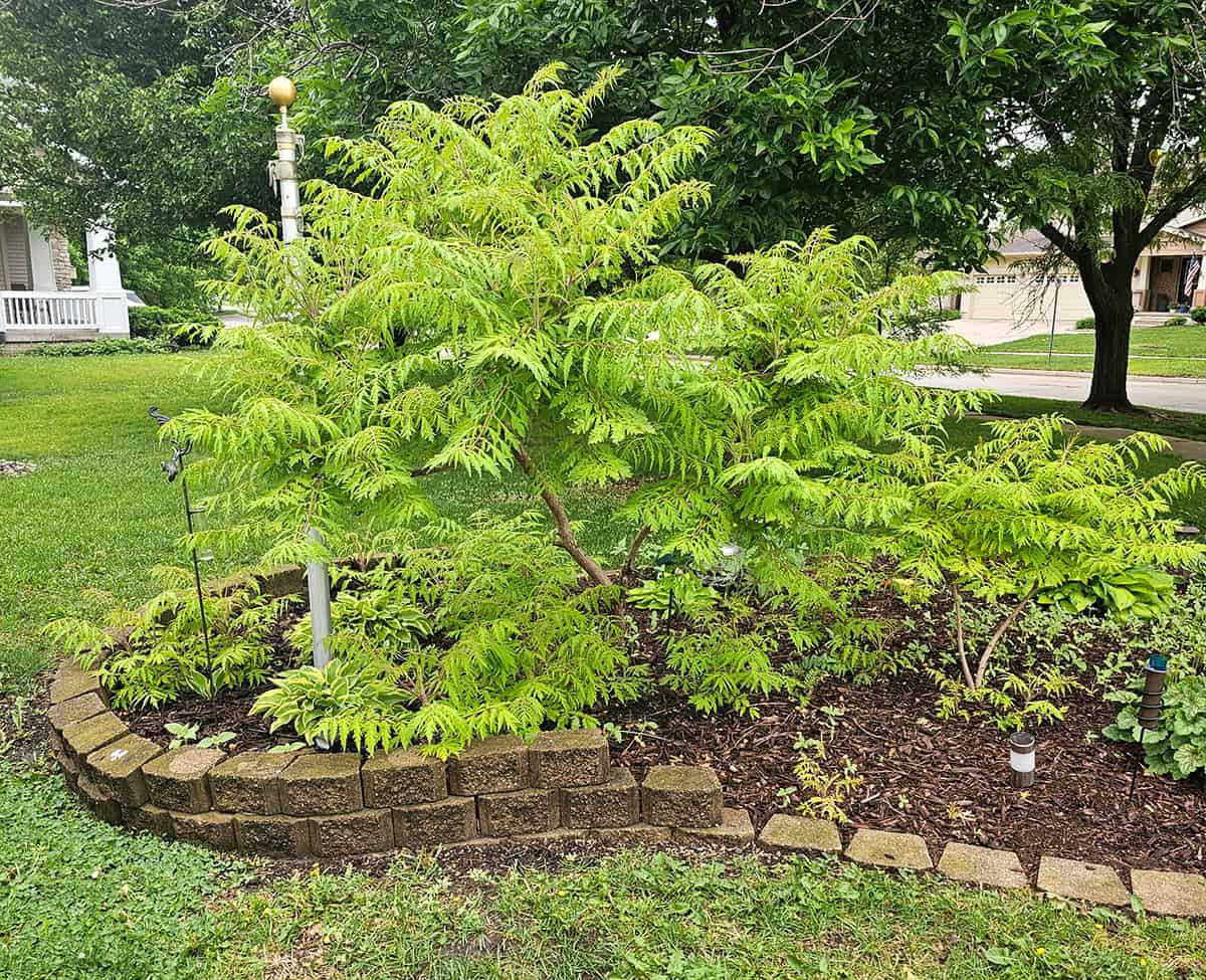 Sumac plants