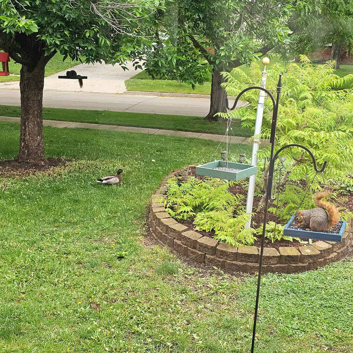 squirrels and ducks